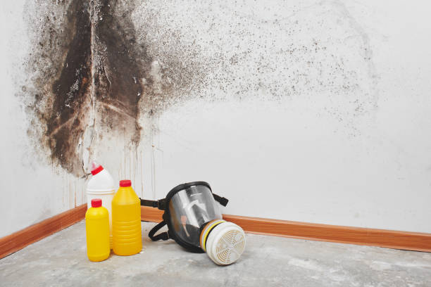 Mold Removal and Inspection in Brent, AL
