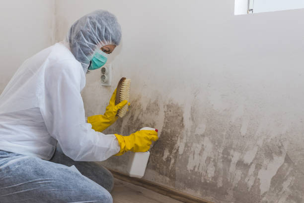 Best Mold Damage Repair  in Brent, AL