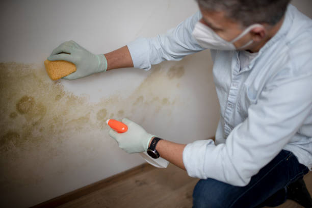 Best Office Mold Removal Services  in Brent, AL