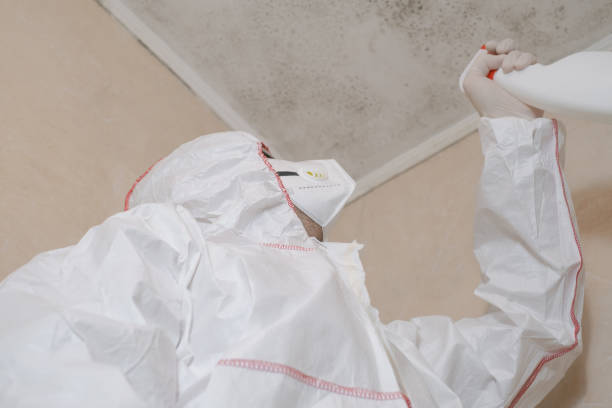 Best Local Mold Removal Service  in Brent, AL