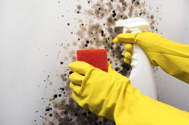 Best Toxic Mold Removal  in Brent, AL