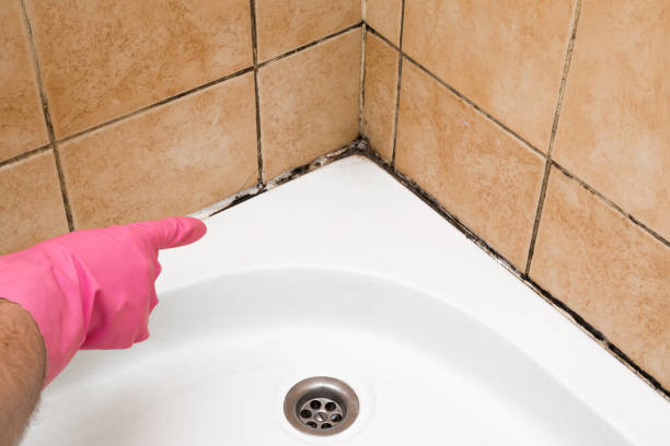 Best Local Mold Removal Service  in Brent, AL